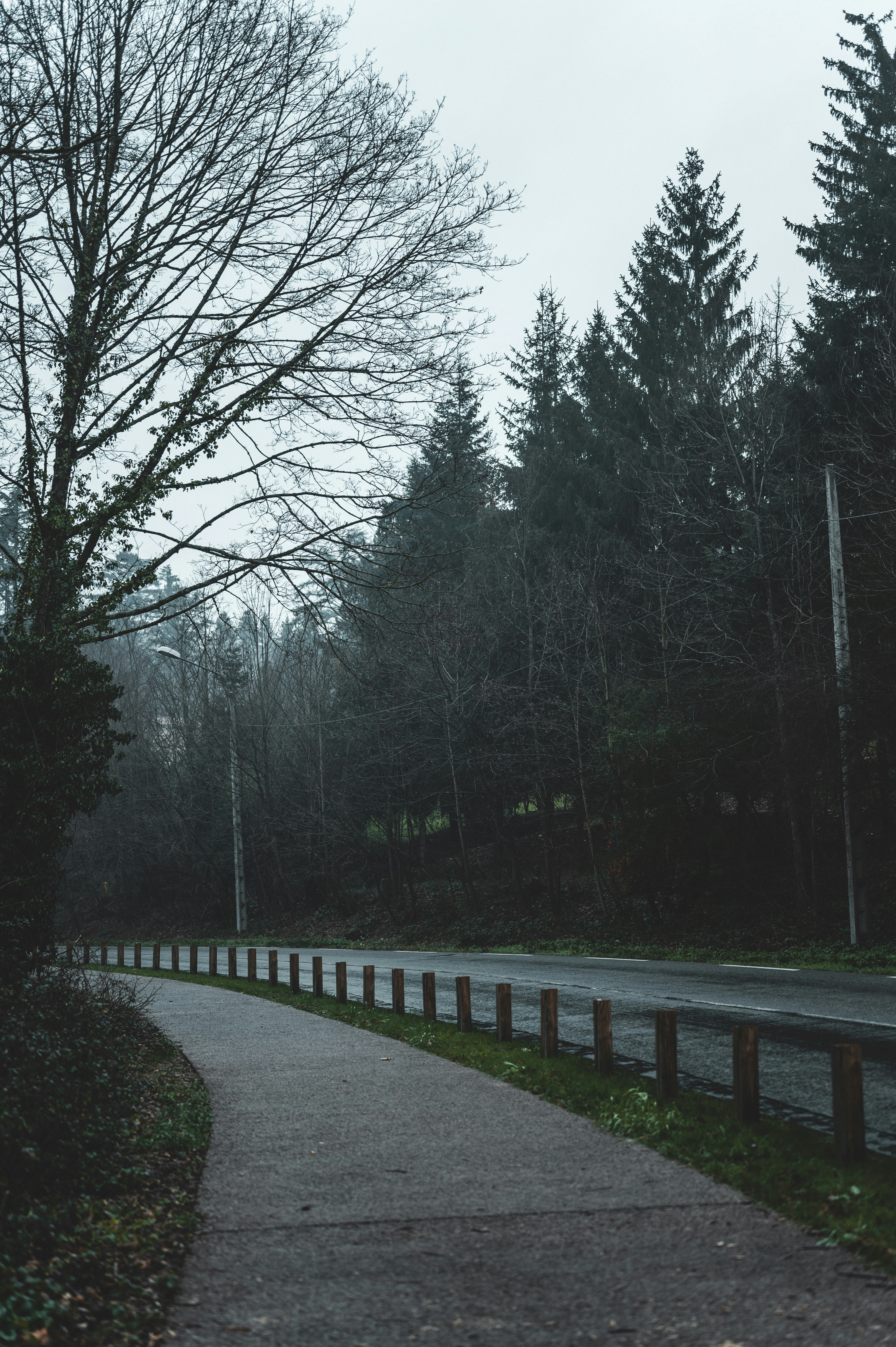 gray concrete road between trees during daytime